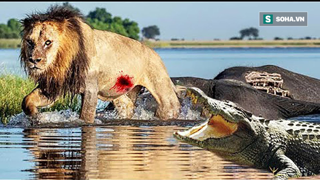 Cả bầy sư tử đang mải mê ăn uống thì cá sấu mò đến, kết cục sẽ ra sao?