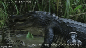 Thế giới động vật: Tại sao cá sấu lại trả thù rắn đuôi chuông? - Ảnh 2.