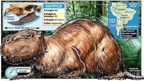 Loài chuột cổ đại lớn nhất từng tồn tại trên Trái Đất có thể đạt kích thước tương đương với một con bò tót - Ảnh 11.