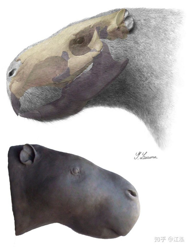 Loài chuột cổ đại lớn nhất từng tồn tại trên Trái Đất có thể đạt kích thước tương đương với một con bò tót - Ảnh 12.