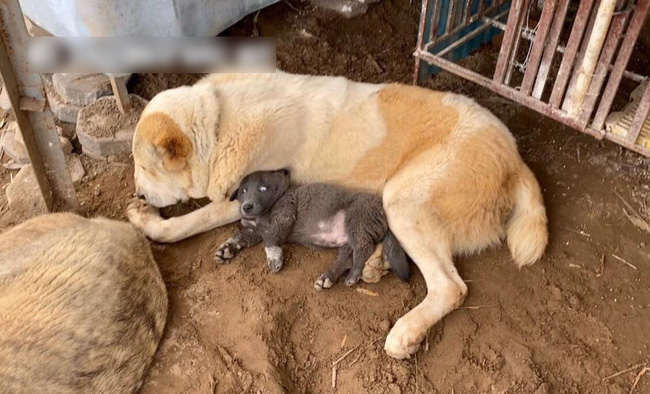 Lộ diện hội cạ cứng của Nguyễn Văn Dúi, chú chó màu nâu đất xuất hiện khiến dân tình đảo lộn, idol Dúi suýt “ra rìa” - Ảnh 7.