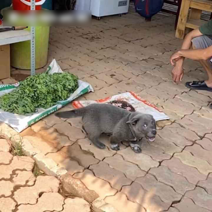 Đ&aacute;ng thương như boss Nguyễn Văn D&uacute;i: Tr&ecirc;n facebook th&igrave; l&agrave; idol giới trẻ, về nh&agrave; l&uacute;t c&uacute;t chỉ l&agrave; c&aacute;i gối &ocirc;m cho Văn Bướng! - Ảnh 11.