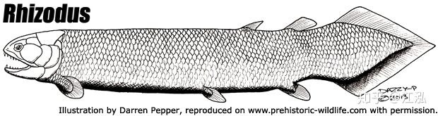 Rhizodus hibberti : Quái vật kinh hoàng của kỷ Carbon - Ảnh 4.