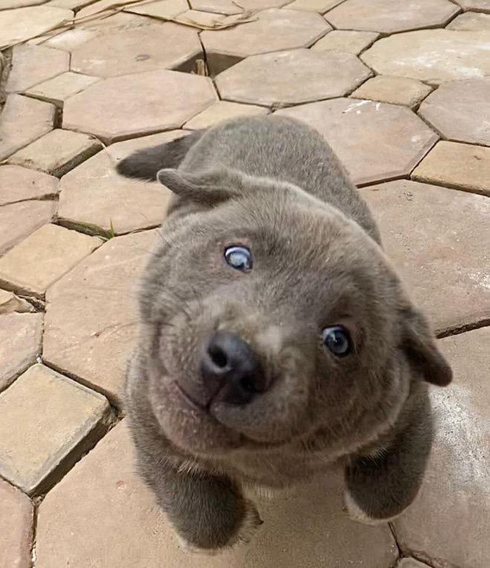 Đ&aacute;ng thương như boss Nguyễn Văn D&uacute;i: Tr&ecirc;n facebook th&igrave; l&agrave; idol giới trẻ, về nh&agrave; l&uacute;t c&uacute;t chỉ l&agrave; c&aacute;i gối &ocirc;m cho Văn Bướng! - Ảnh 4.