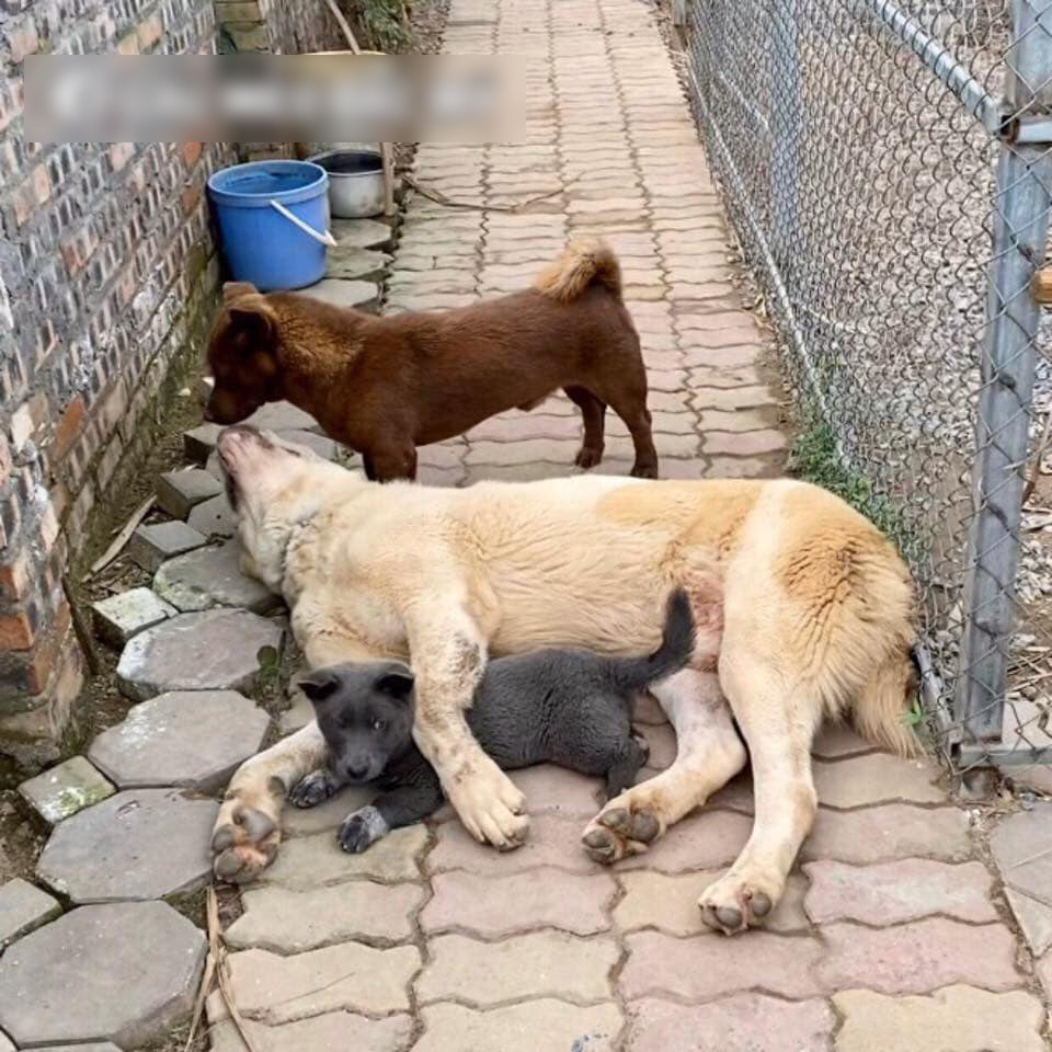 Đ&aacute;ng thương như boss Nguyễn Văn D&uacute;i: Tr&ecirc;n facebook th&igrave; l&agrave; idol giới trẻ, về nh&agrave; l&uacute;t c&uacute;t chỉ l&agrave; c&aacute;i gối &ocirc;m cho Văn Bướng! - Ảnh 6.