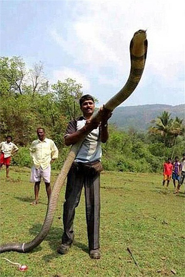 Rắn hổ mang chúa khổng lồ là một trong những loài rắn nguy hiểm nhất trên thế giới. Hãy xem bức ảnh này để có thể khám phá những bí mật đằng sau sự sinh tồn của loài rắn này.