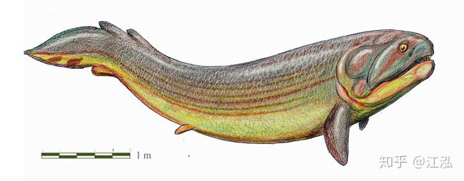 Rhizodus hibberti: Quái vật kinh hoàng của kỷ Carbon - Ảnh 6.