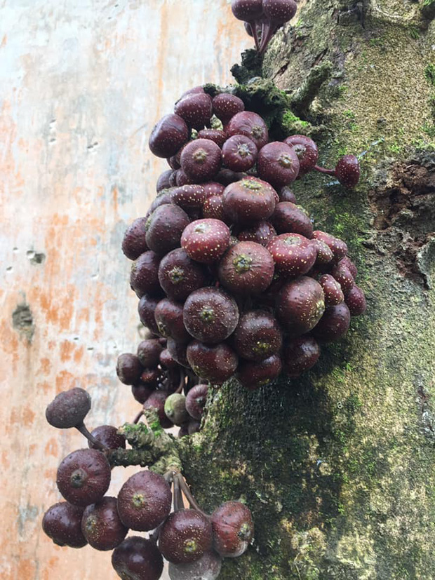 Một loại quả đỏ mọng là đặc sản tuổi thơ của người Việt nhưng không phải ai cũng còn nhớ trong thời nay - Ảnh 3.