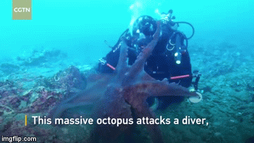 Thiên nhiên kỳ bí: Thợ lặn biển dùng tay không gỡ xúc tu của thuỷ quái đại dương khỏi cơ thể - Ảnh 1.