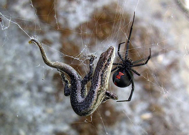 Giải mã bí ẩn: “Bí kíp” giúp nhện lưng đỏ hạ sát rắn độc thứ 2 thế giới lớn hơn mình gấp 10 lần - Ảnh 2.