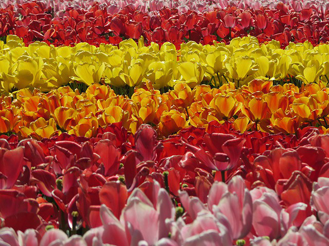 Keukenhof - Thiên đường của các loài hoa - Ảnh 11.