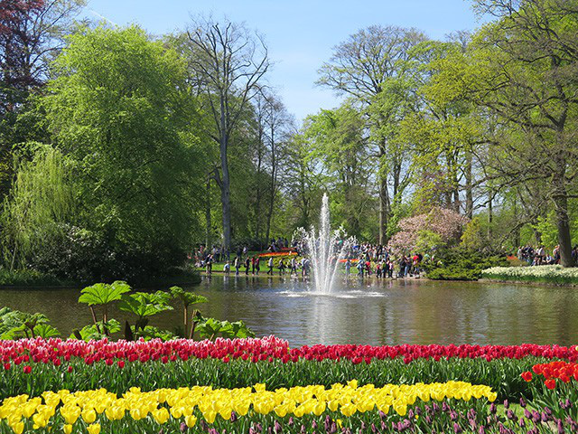 Keukenhof - Thiên đường của các loài hoa - Ảnh 3.