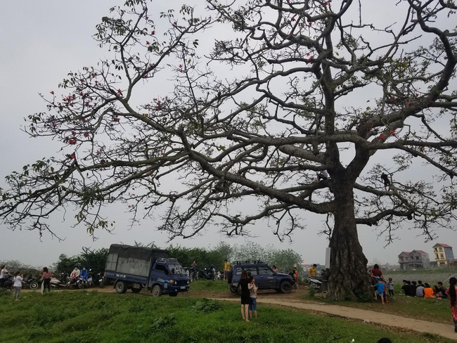 Cây gạo trong phim Cô gái nhà người ta nổi tiếng một thời nay trở nên xác xơ, bị phá hoại khiến dân mạng phải lắc đầu ngao ngán - Ảnh 1.