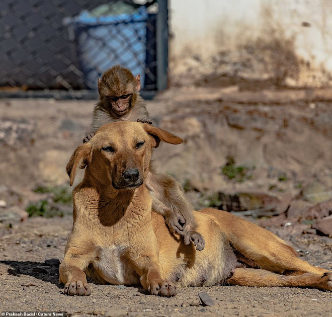 Mẹ qua đời vì bị đầu độc, khỉ con được chó nhận nuôi và tình mẫu tử khác loài khiến MXH cảm động - Ảnh 2.