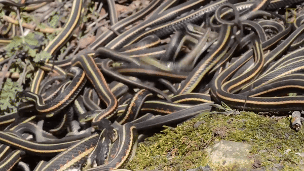 Thiên nhiên kỳ bí: Vùng đất kỳ dị khiến con người có thể thấy hàng nghìn con rắn xuất hiện cùng một lúc - Ảnh 3.