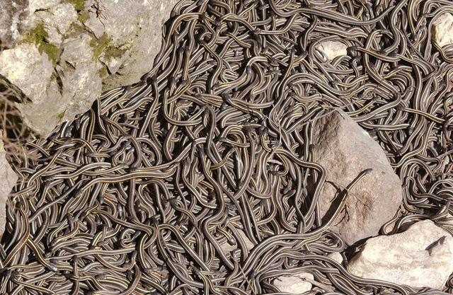 Thiên nhiên kỳ bí: Vùng đất kỳ dị khiến con người có thể thấy hàng nghìn con rắn xuất hiện cùng một lúc - Ảnh 5.