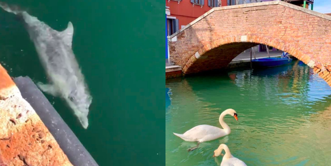 Sự thật về hình ảnh nước Ý sạch đẹp ngỡ ngàng giữa dịch Covid-19, thiên nga và cá heo xuất hiện bơi lội ở kênh đào Venice - Ảnh 1.