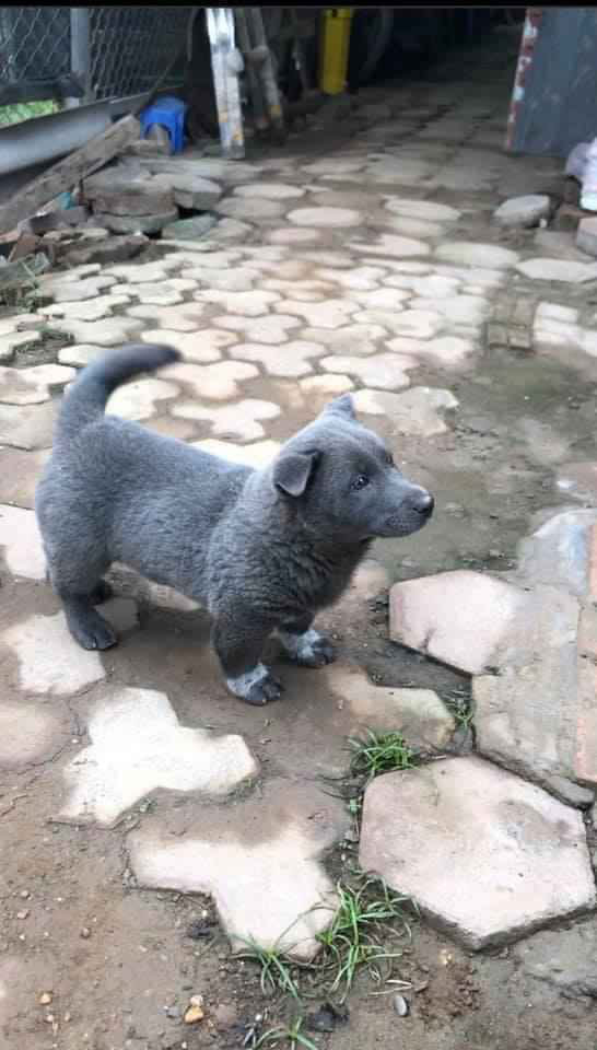 Dân mạng ngỡ ngàng phát hiện chú chó Dúi idol có em sinh đôi, thần thái giống hệt Dúi chỉ khác mỗi màu lông và mắt không bị lé - Ảnh 2.