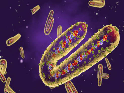 Những loại virus nguy hiểm nhất trên trái đất - Ảnh 1.