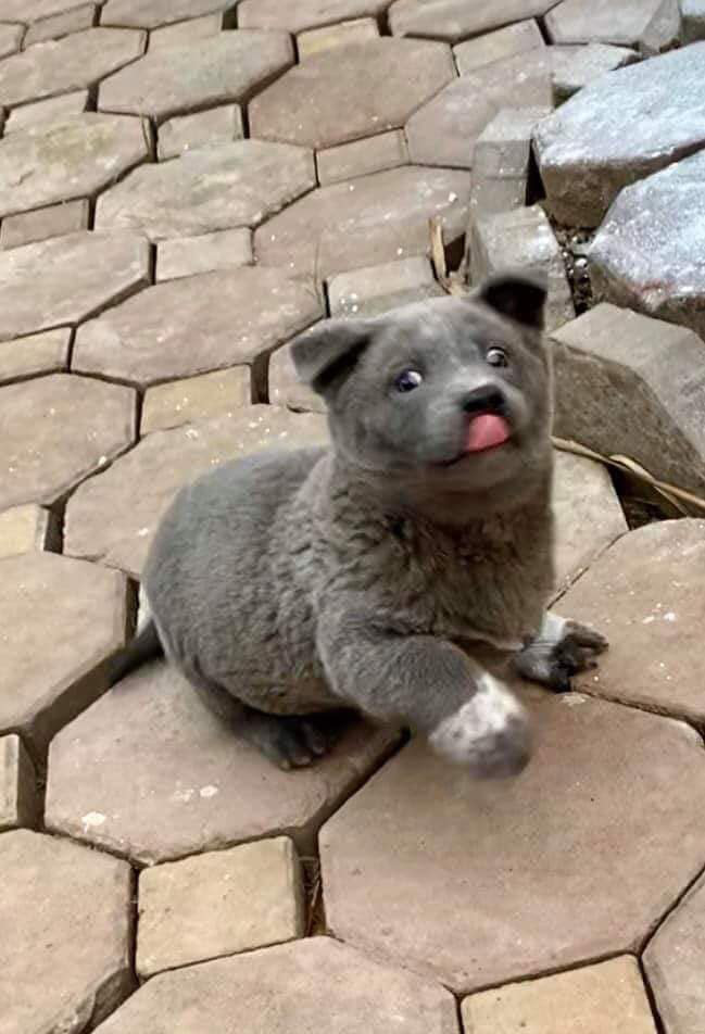 Dân mạng ngỡ ngàng phát hiện chú chó Dúi idol có em sinh đôi, thần thái giống hệt Dúi chỉ khác mỗi màu lông và mắt không bị lé - Ảnh 5.