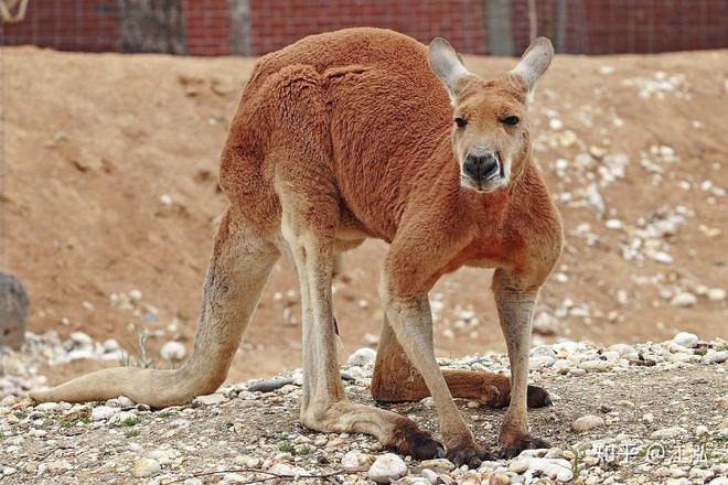 Các nhà khoa học tìm ra nguyên nhân thực sự của sự tuyệt chủng động vật khổng lồ ở Úc - Ảnh 3.