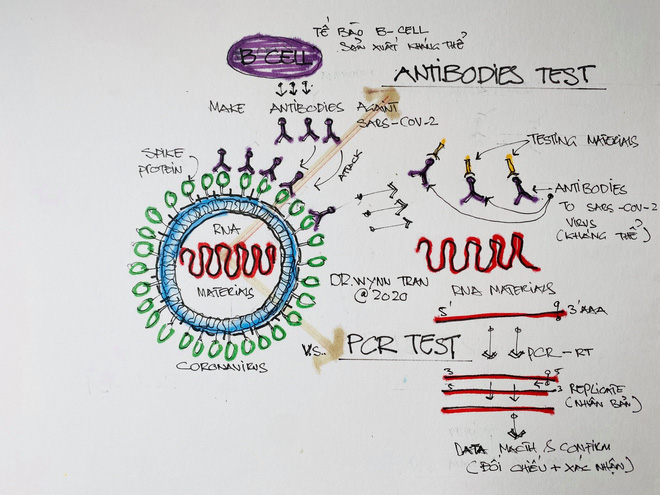 PGS.TS.BS Nguyễn Lân Hiếu giải đáp thắc mắc: Người dân có nên thử test Covid-19? - Ảnh 5.