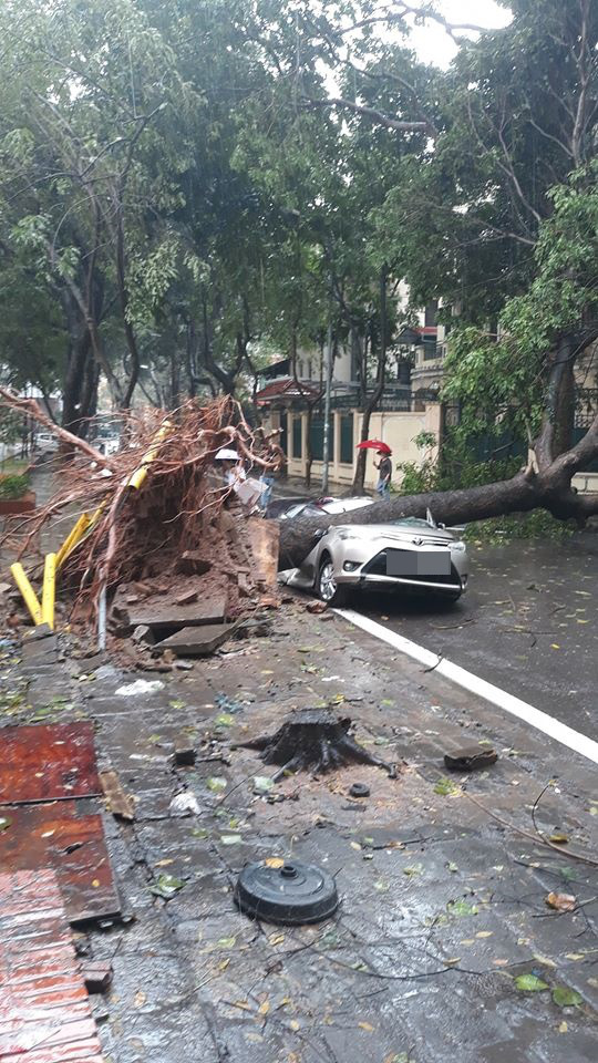 Chiếc xe ô tô bị cây đổ đè bẹp, biến dạng trong cơn mưa lớn ở Hà Nội  - Ảnh 1.