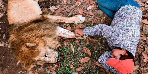 Sư tử ôm chầm lấy ân nhân cứu mạng sau gần 2 năm bị chia cách - Ảnh 2.