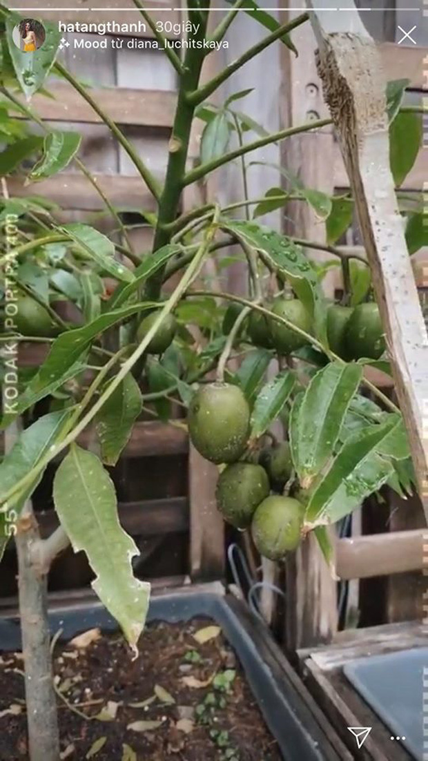 L&agrave;m vợ đại gia nhưng H&agrave; Tăng lại c&oacute; sở th&iacute;ch cực giản dị: S&aacute;ng ra chăm bẵm khu vườn nhỏ rồi ngắm th&agrave;nh quả l&agrave; đủ vui! - Ảnh 1.