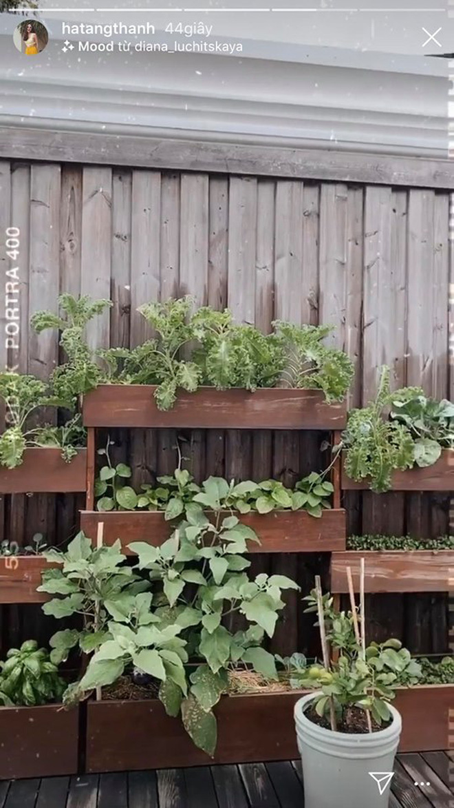 L&agrave;m vợ đại gia nhưng H&agrave; Tăng lại c&oacute; sở th&iacute;ch cực giản dị: S&aacute;ng ra chăm bẵm khu vườn nhỏ rồi ngắm th&agrave;nh quả l&agrave; đủ vui! - Ảnh 2.