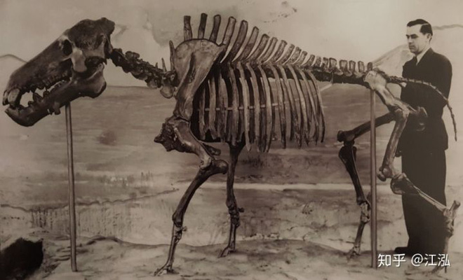 Loài lợn khổng lồ cổ đại: Kẻ khủng bố của Bắc Mỹ thời tiền sử - Ảnh 3.