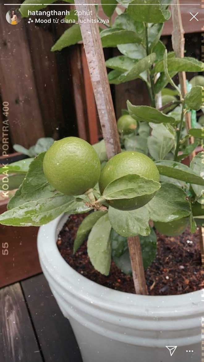 L&agrave;m vợ đại gia nhưng H&agrave; Tăng lại c&oacute; sở th&iacute;ch cực giản dị: S&aacute;ng ra chăm bẵm khu vườn nhỏ rồi ngắm th&agrave;nh quả l&agrave; đủ vui! - Ảnh 3.