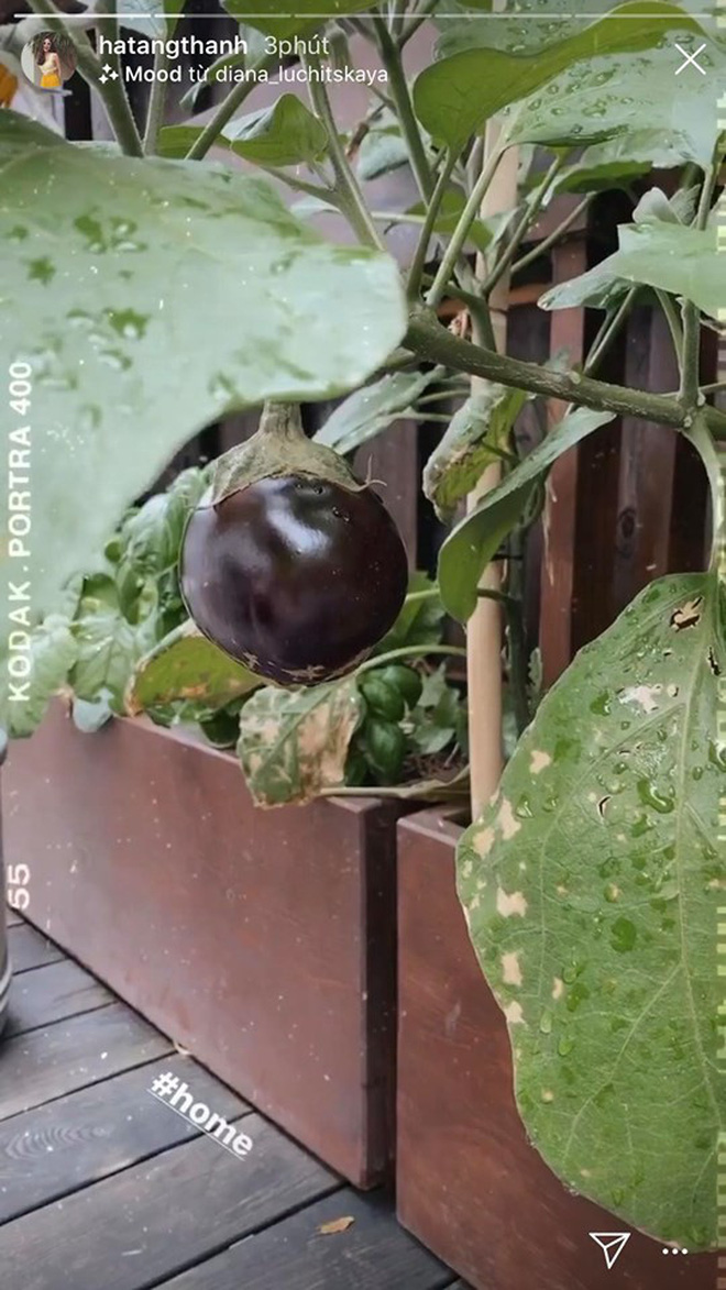 L&agrave;m vợ đại gia nhưng H&agrave; Tăng lại c&oacute; sở th&iacute;ch cực giản dị: S&aacute;ng ra chăm bẵm khu vườn nhỏ rồi ngắm th&agrave;nh quả l&agrave; đủ vui! - Ảnh 4.