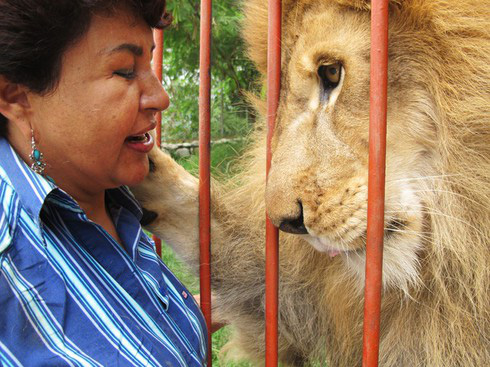 Sư tử ôm chầm lấy ân nhân cứu mạng sau gần 2 năm bị chia cách - Ảnh 5.