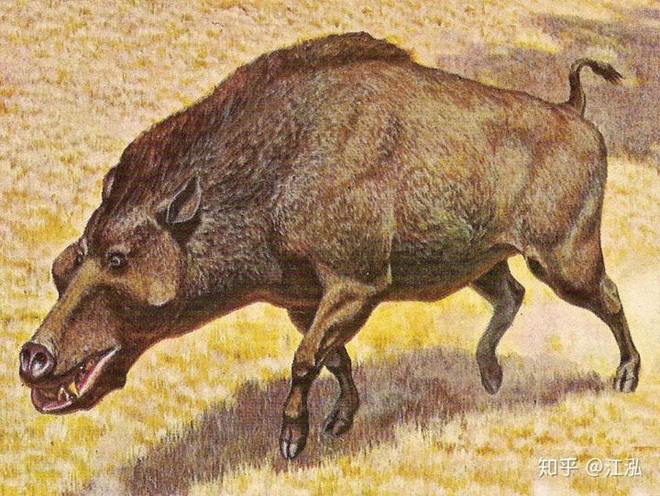 Loài lợn khổng lồ cổ đại: Kẻ khủng bố của Bắc Mỹ thời tiền sử - Ảnh 8.