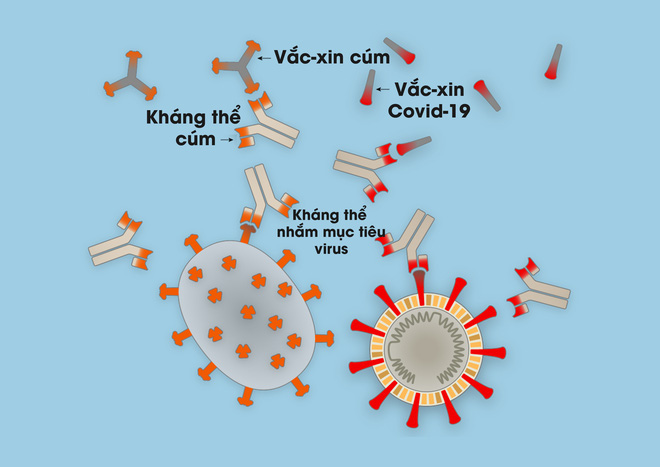 Các nhà khoa học đang làm thế nào để biết những bệnh nhân Covid-19 khỏi bệnh rồi có bị tái nhiễm hay không? - Ảnh 2.