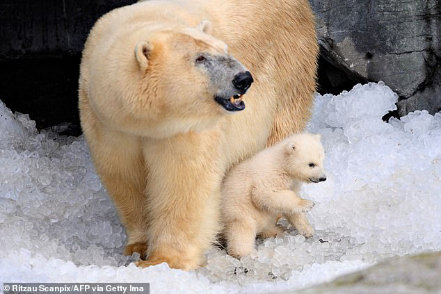 Gấu Bắc cực đang bị buộc phải ăn thịt đồng loại, do biến đổi khí hậu và con người - Ảnh 1.