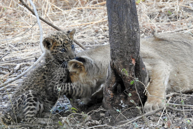 Báo đốm được sư tử mẹ nhận nuôi, chăm bẵm như con ruột, thậm chí còn sống cực kỳ hòa thuận với anh chị khác loài - Ảnh 2.