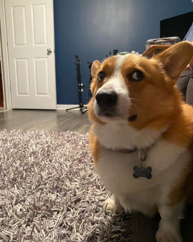 Những chú Corgi sở hữu khuôn mặt vui vẻ vẫn quạu, thần thái sưng xỉa vô địch - Ảnh 11.