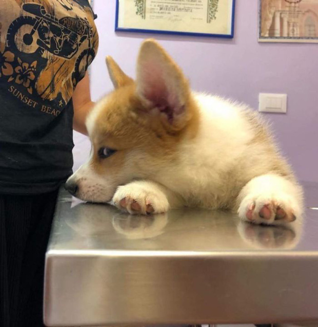 Những chú Corgi sở hữu khuôn mặt vui vẻ vẫn quạu, thần thái sưng xỉa vô địch - Ảnh 16.