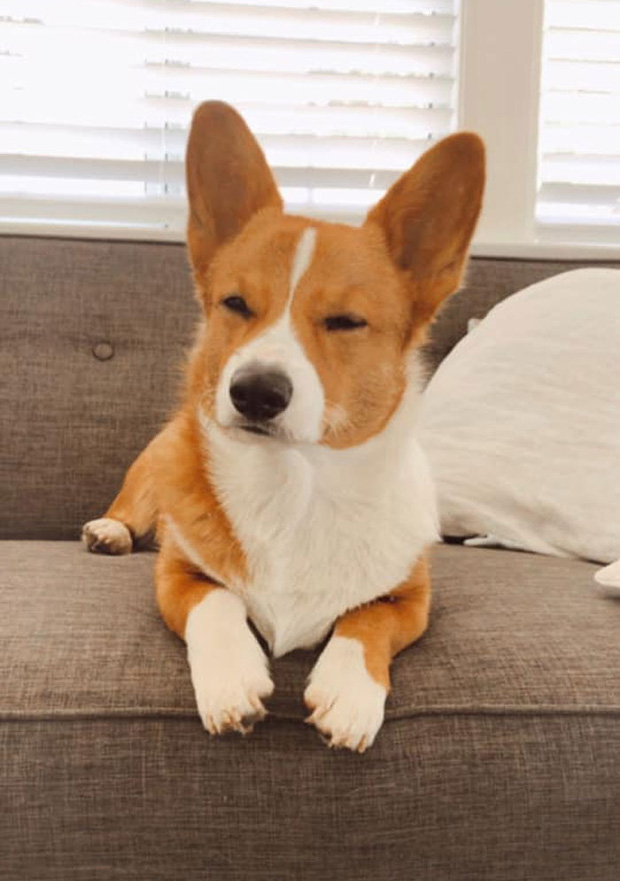 Những chú Corgi sở hữu khuôn mặt vui vẻ vẫn quạu, thần thái sưng xỉa vô địch - Ảnh 19.