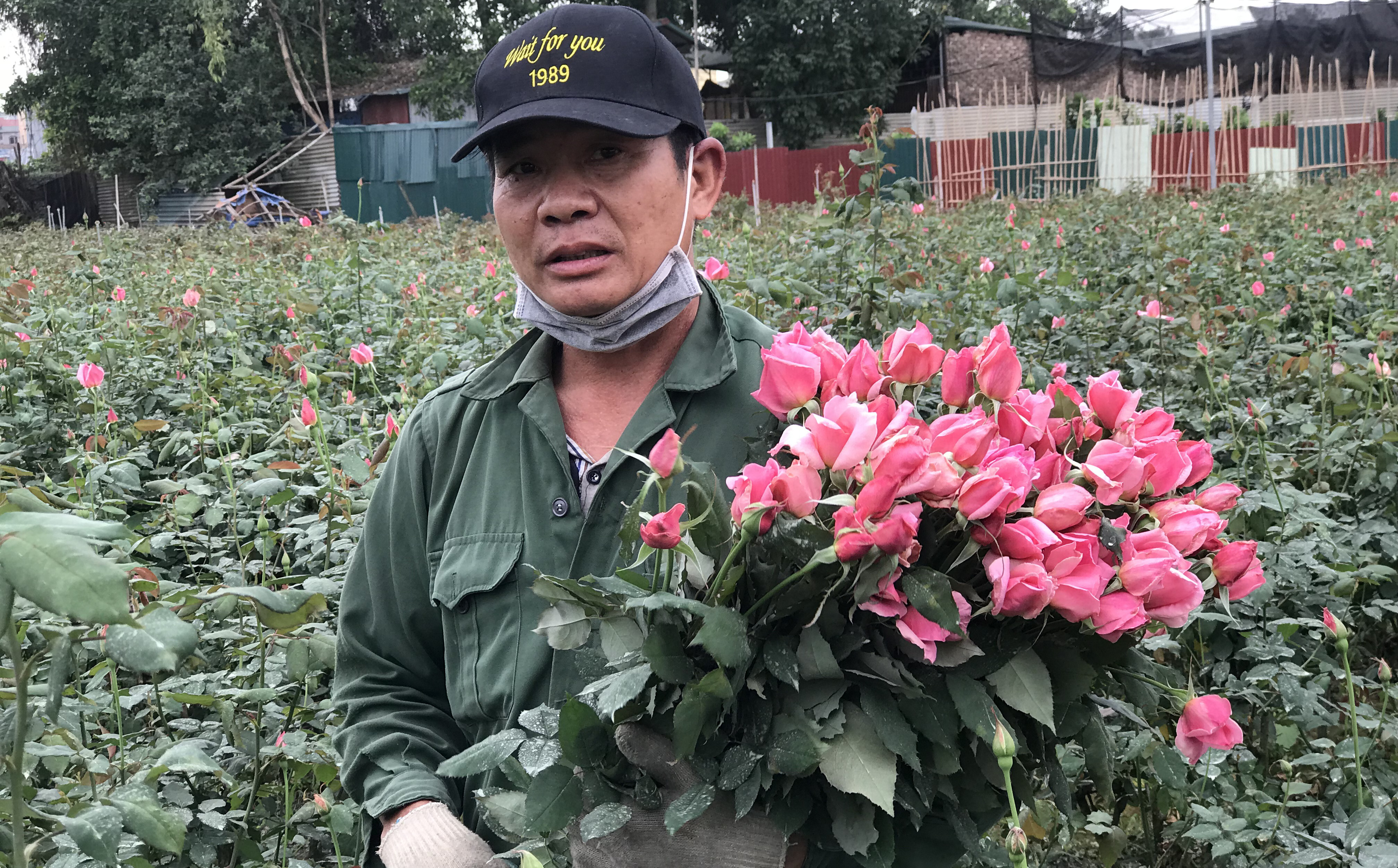 Làng hoa lớn nhất Hà Nội ủ rũ vì Covid-19: “Chắc phải bán đất để bù lỗ