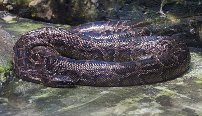 Vì sao gọi trăn Anaconda là quái vật đáng sợ nhất rừng Amazon - Ảnh 3.