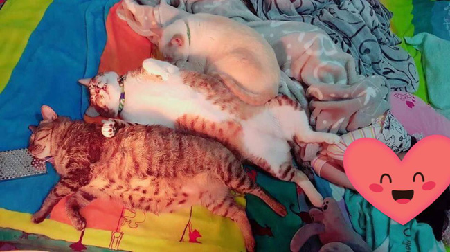 Thấy sen được nghỉ học, tam ca 3 con mèo béo kém miếng khó chịu, đã ngủ tranh hết nửa cái giường còn độc chiếm luôn chiếc quạt sưởi - Ảnh 1.