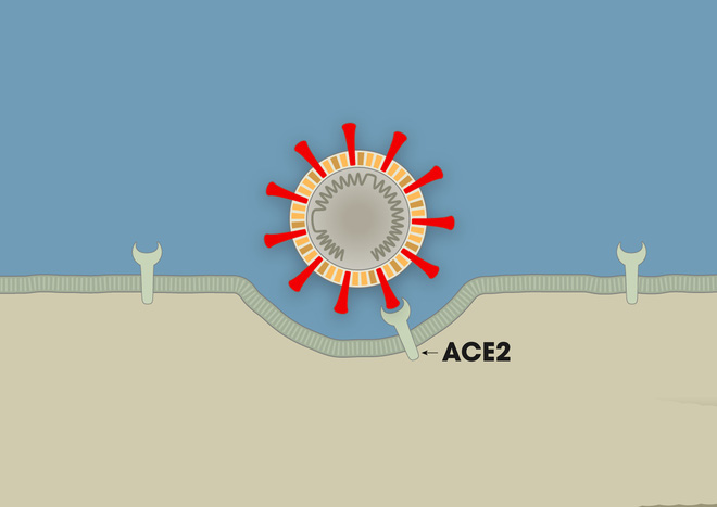 Chuyên gia: COVID-19 là 3 cú đấm liên hoàn vào cơ thể, nếu chặn được đòn đánh cuối cùng, bệnh nhân sẽ thoát khỏi cửa tử - Ảnh 2.