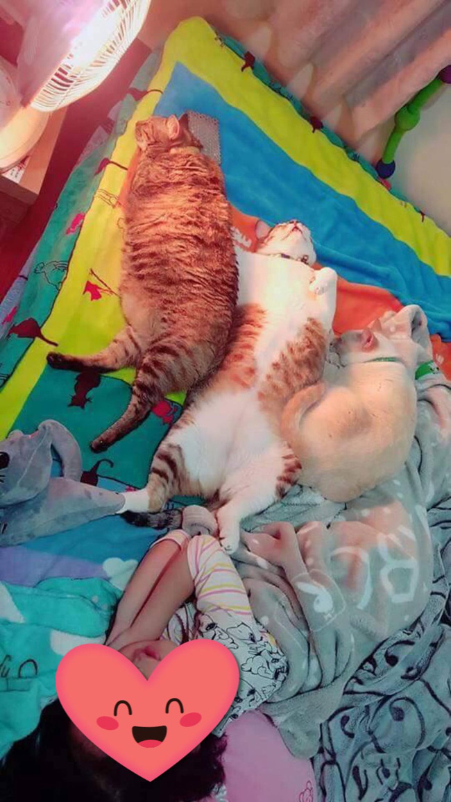 Thấy sen được nghỉ học, tam ca 3 con mèo béo kém miếng khó chịu, đã ngủ tranh hết nửa cái giường còn độc chiếm luôn chiếc quạt sưởi - Ảnh 3.