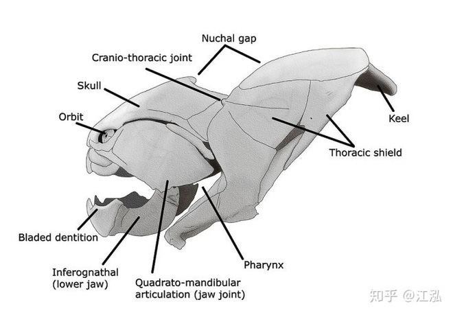 Loài cá Dunkleosteus: Kẻ hủy diệt của kỷ Devon - Ảnh 5.