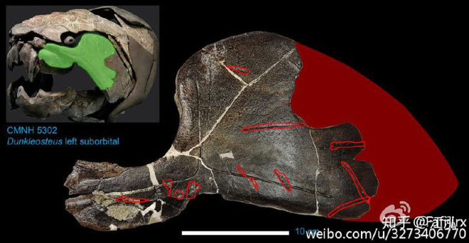 Loài cá Dunkleosteus: Kẻ hủy diệt của kỷ Devon - Ảnh 9.