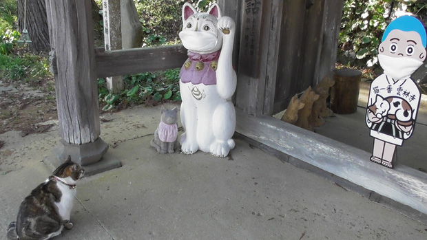 Ngôi đền đặc biệt ở Nhật Bản được mệnh danh là Đền Mèo, trụ trì tự tay làm khẩu trang cho hàng trăm chú mèo gỗ từ tã lót trẻ em - Ảnh 7.