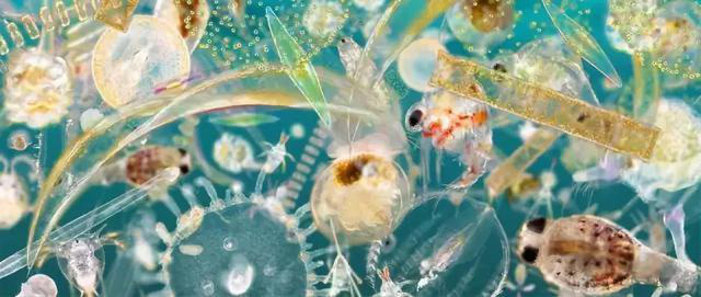 Tại sao sinh vật biển chủ yếu là động vật ăn thịt và hiếm khi nhìn thấy động vật ăn cỏ biển? - Ảnh 9.